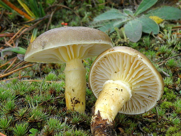 šťavnačka mrazová Hygrophorus hypothejus (Fr.) Fr.