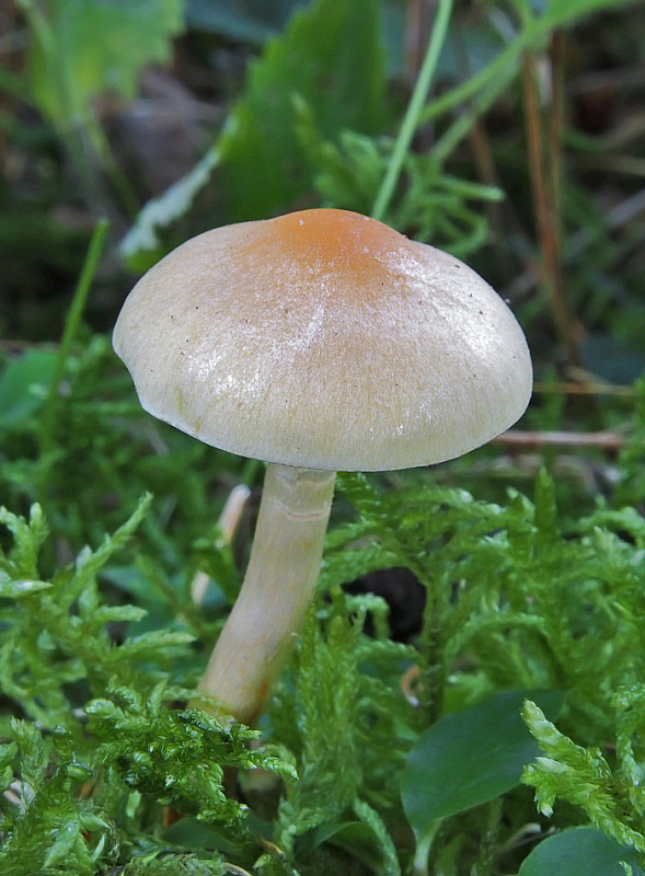 strapcovka maková Hypholoma capnoides (Fr.) P. Kumm.