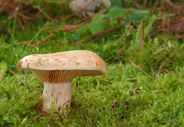 rýdzik pravý Lactarius deliciosus (L.) Gray