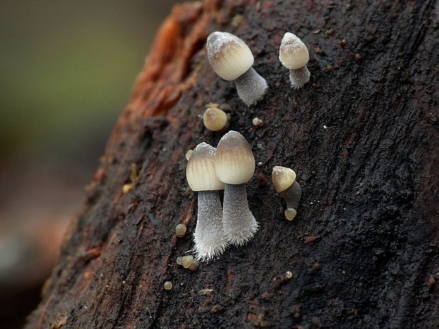 prilbička olivovožltá Mycena arcangeliana Bres.