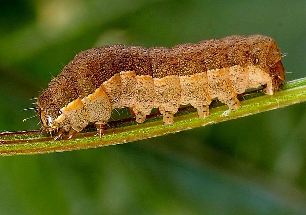 mora prvosienková Noctua comes