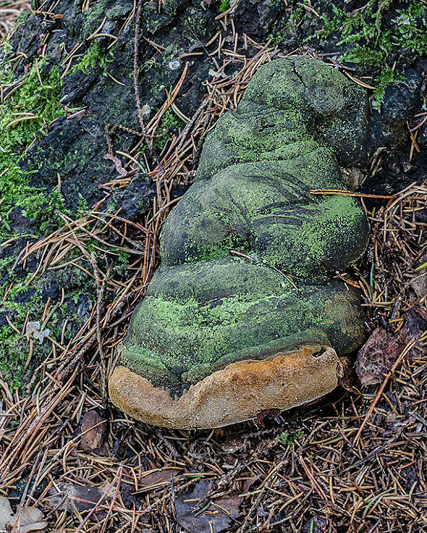 ohňovec Hartigov Phellinus hartigii (Allesch. & Schnabl) Pat.