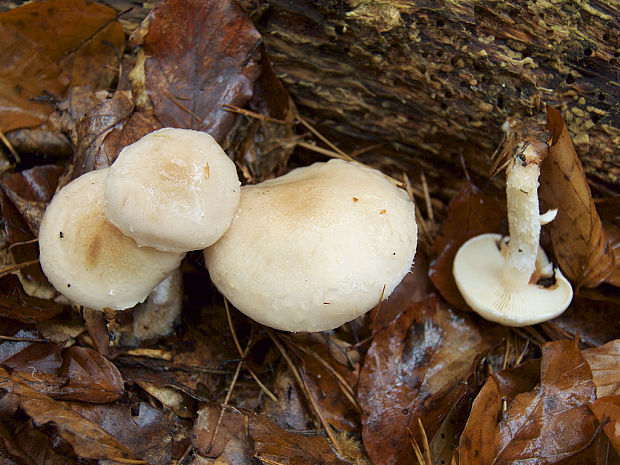 šupinovka hlinovookrová Pholiota lenta (Pers.) Singer