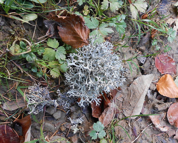 pakonárnik otrubový Pseudevernia furfuracea var. furfuracea (L.) Zopf