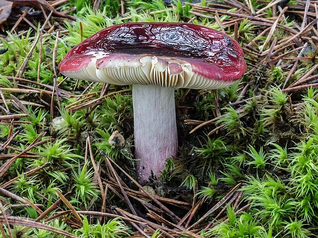 plávka vínovočervená Russula xerampelina (Schaeff.) Fr.