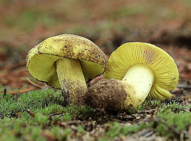 čírovka zelenkastá Tricholoma equestre (L.) P. Kumm.