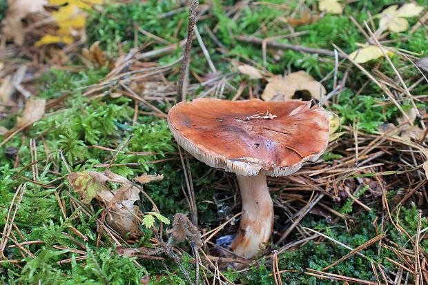 čírovka Tricholoma sp.