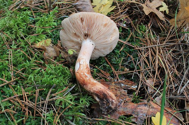 čírovka Tricholoma sp.