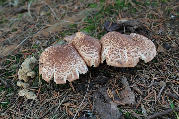 čírovka škridlicovitá Tricholoma vaccinum (Schaeff.) P. Kumm.