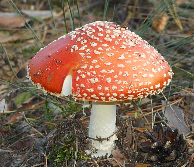 muchotrávka červená Amanita muscaria (L.) Lam.