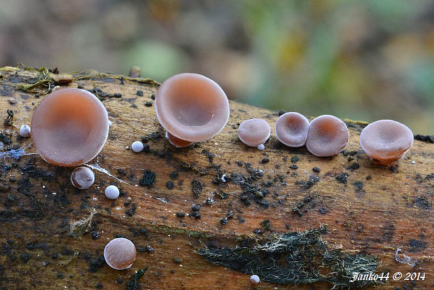 uchovec bazový Auricularia auricula-judae (Bull.) Quél.