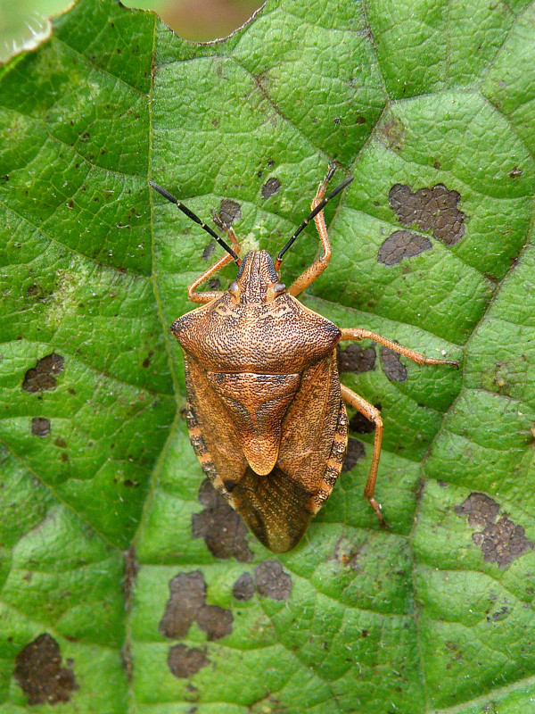 bzdocha / kněžice obecná Carpocoris purpureipennis DeGeer, 1773