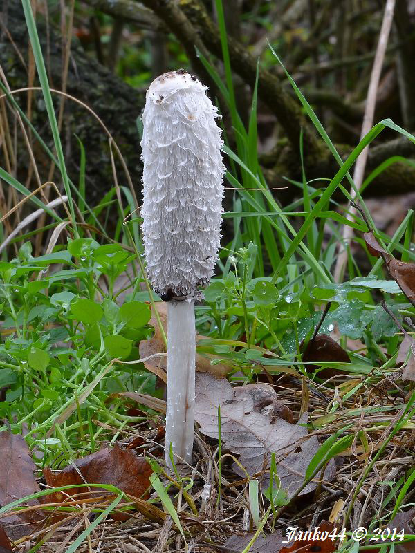 hnojník obyčajný Coprinus comatus (O.F. Müll.) Pers.