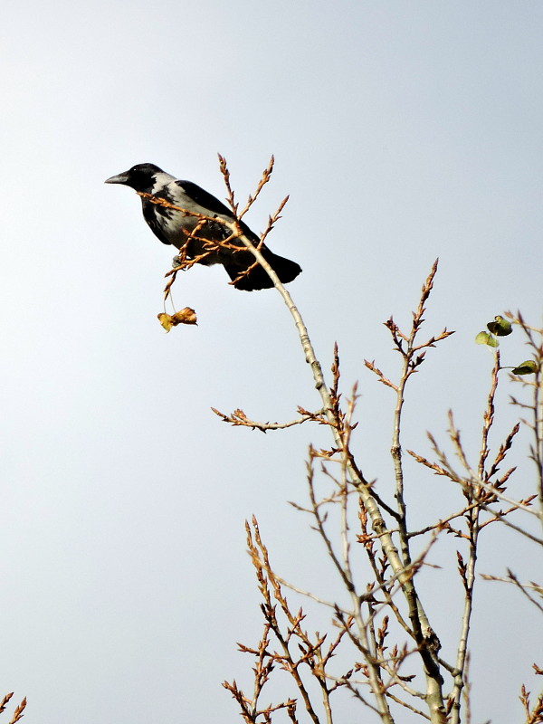 vrana túlavá  Corvus corone