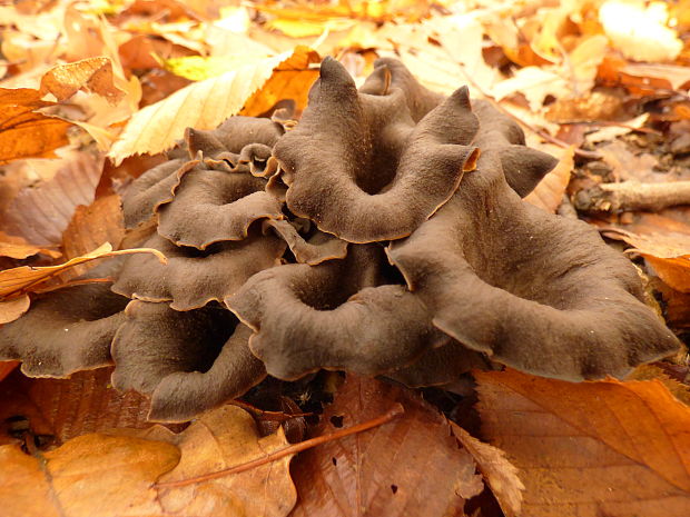 lievik trúbkovitý Craterellus cornucopioides (L.) Pers.