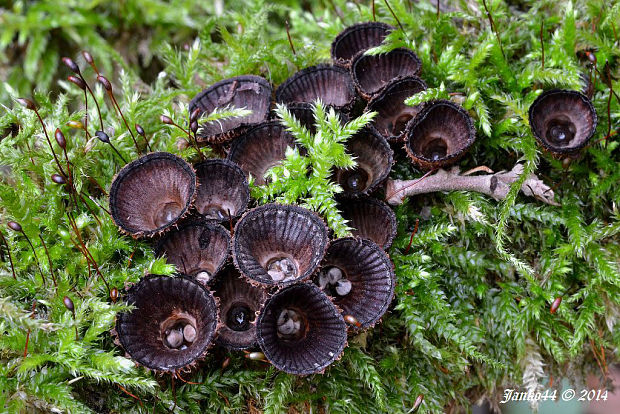 čiaškovec pásikavý Cyathus striatus (Huds.) Willd.