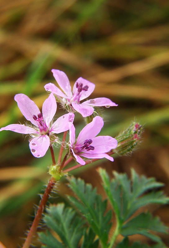 bociannik rozpukovitý Erodium cicutarium (L.) L