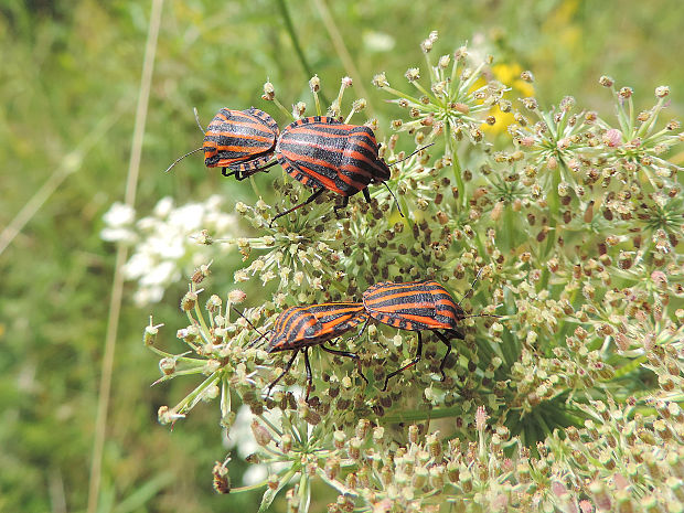 bzdocha pásavá / kněžice páskovaná Graphosoma italicum Linnaeus, 1758