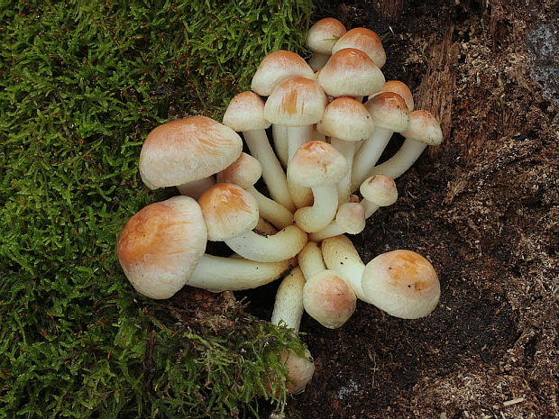 strapcovka zväzkovitá Hypholoma fasciculare (Huds.) P. Kumm.