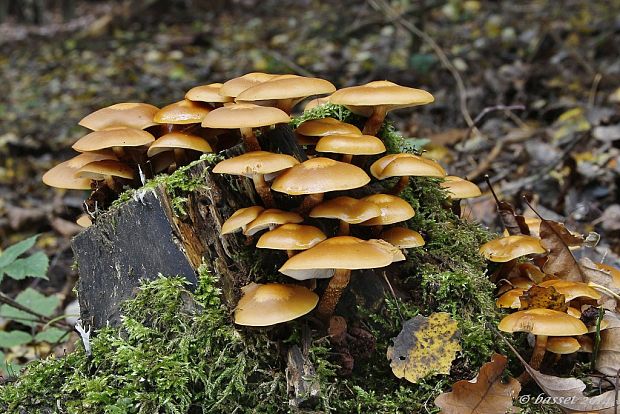 šupinačka menlivá Kuehneromyces mutabilis (Schaeff.) Singer & A.H. Sm.