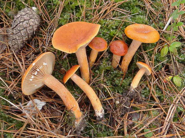 rýdzik pomarančový Lactarius aurantiacus (Pers.) Gray