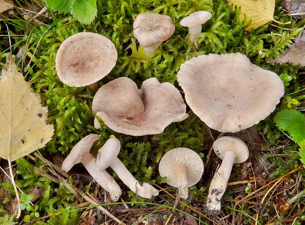 rýdzik voňavý Lactarius glyciosmus (Fr.) Fr.