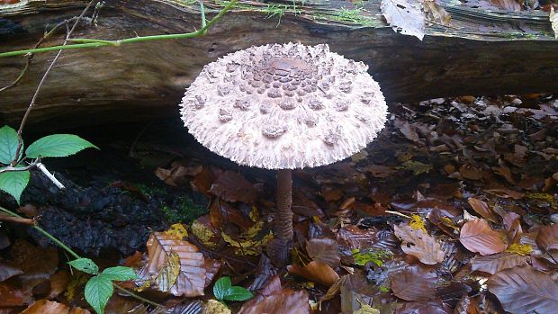 bedľa vysoká Macrolepiota procera (Scop.) Singer