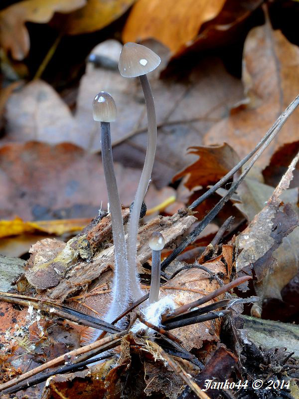 prilbička mliečna temná Mycena galopus var. nigra Rea,