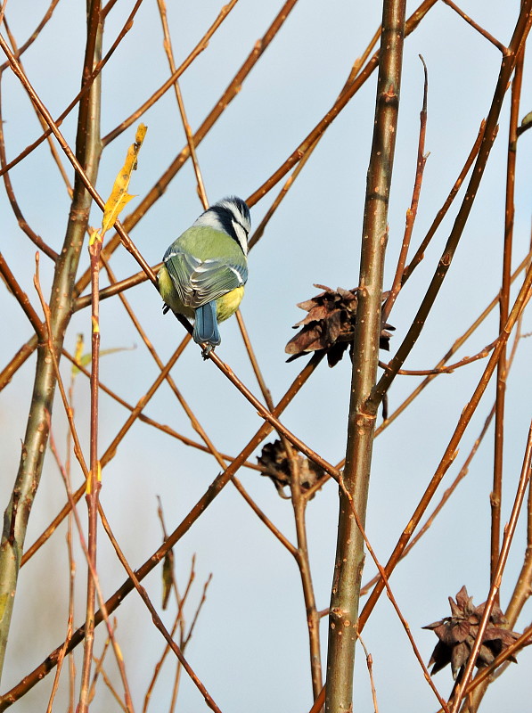 sýkorka belasá  Parus caeruleus