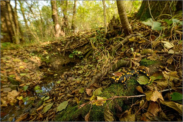 salamandra Salamandra salamandra