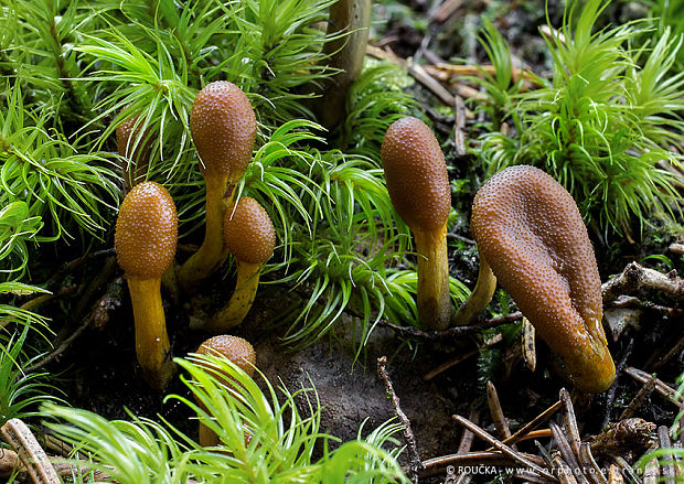 žezlovka srnková Tolypocladium ophioglossoides (J.F. Gmel.) Quandt, Kepler & Spatafora