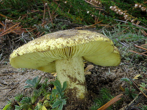 čírovka zelenkastá Tricholoma equestre (L.) P. Kumm.