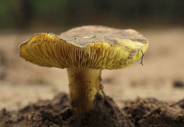 čírovka zelenkastá Tricholoma equestre (L.) P. Kumm.