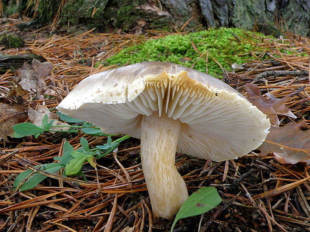 čírovka mydlová Tricholoma saponaceum (Fr.) P. Kumm.