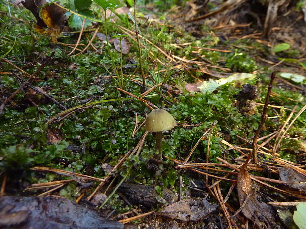 biotop hodvábnica voňavá