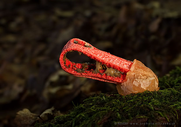 mrežovka kvetovitá Clathrus archeri (Berk.) Dring