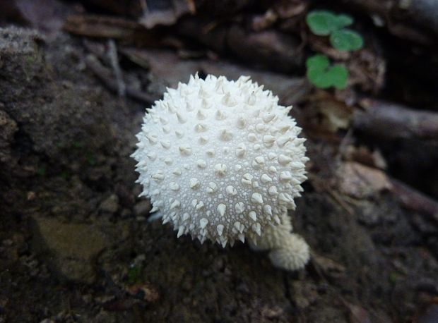 prášnica Lycoperdon sp.