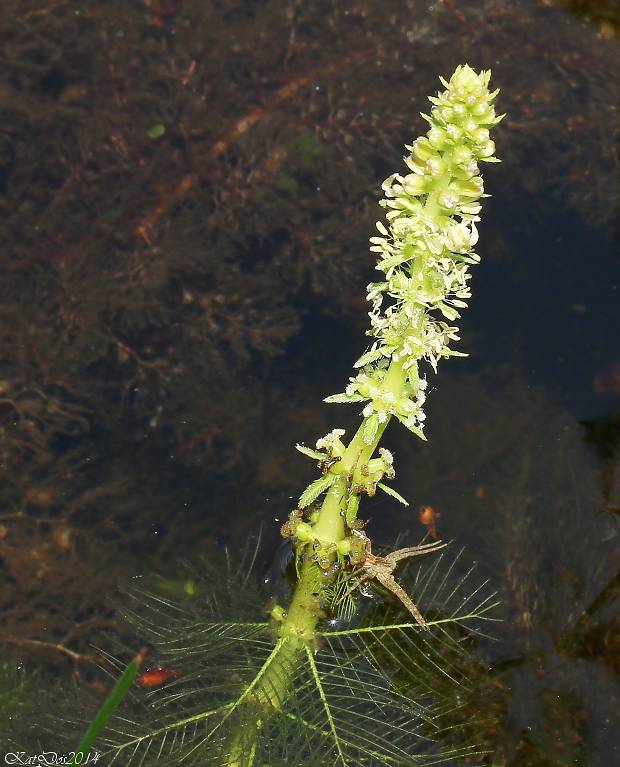 stolístok praslenatý Myriophyllum verticillatum L.