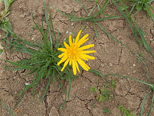 kozobrada lúčna Tragopogon pratensis L.