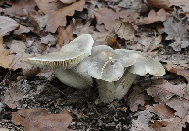 čírovka mydlová Tricholoma saponaceum (Fr.) P. Kumm.