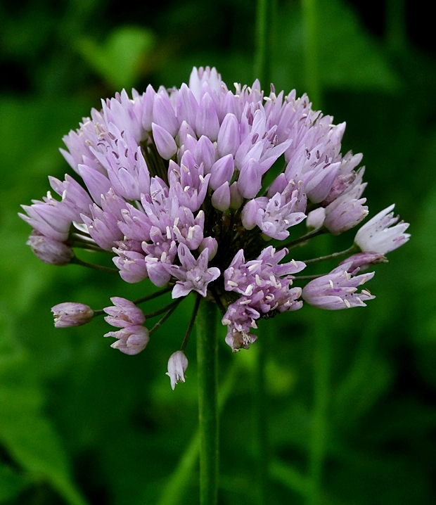 cesnak hranatý Allium angulosum L.