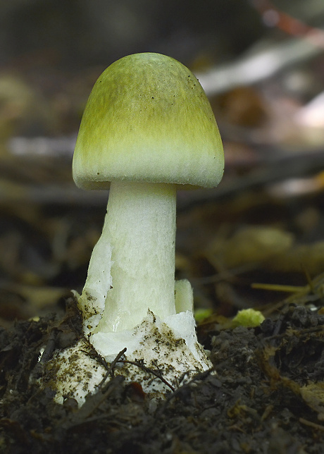 muchotrávka zelená Amanita phalloides (Vaill. ex Fr.) Link