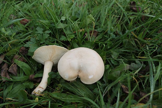 čírovnica májová Calocybe gambosa (Fr.) Donk