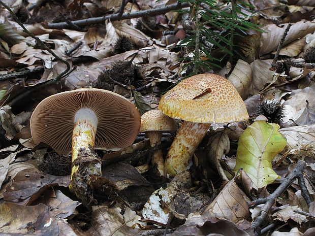 pavučinovec červenošupinatý Cortinarius bolaris (Pers.) Fr.