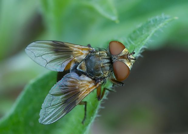 bystruša plochá Ectophasia crassipennis