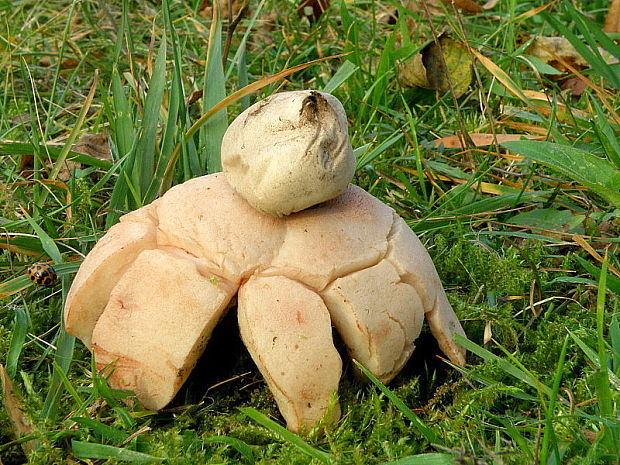 hviezdovka červenkastá Geastrum rufescens Pers.