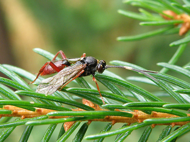 lumok / lumek Hoplismenus bispinatorius Thunberg, 1824