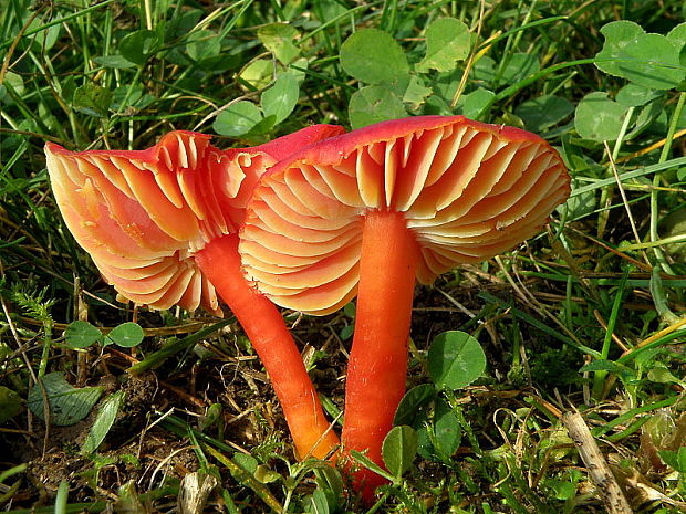 lúčnica šarlátová Hygrocybe coccinea (Schaeff.) P. Kumm.