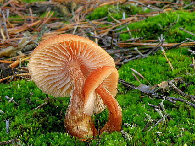 lakovka Laccaria sp.