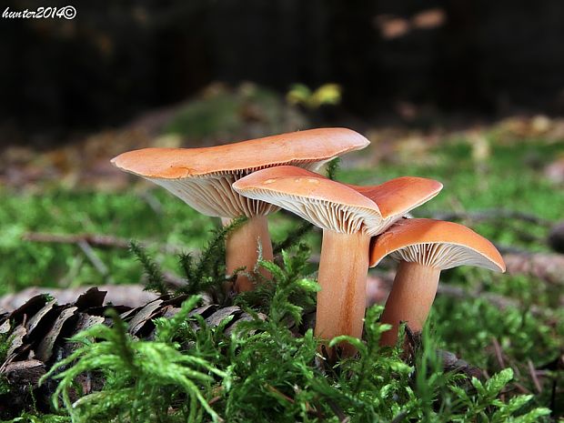 rýdzik pomarančový Lactarius aurantiacus (Pers.) Gray